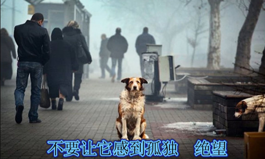 惠州惠州爱影圈微博微信转发案例